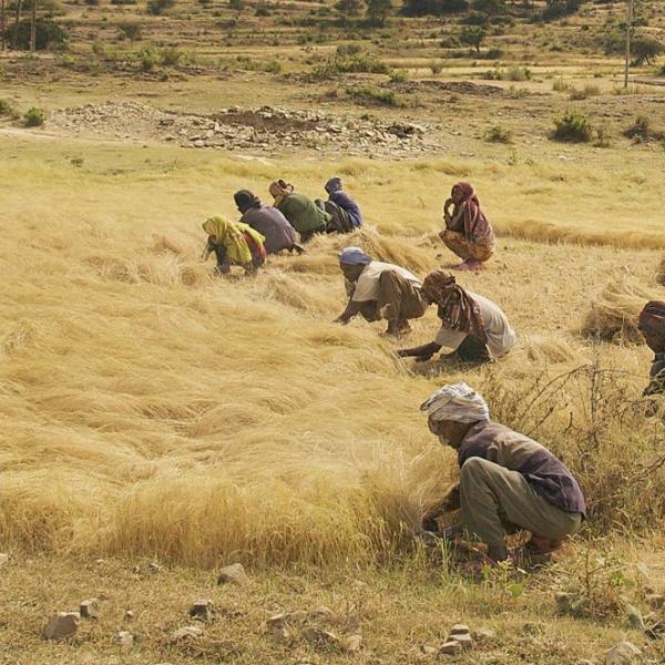 Teff: Ethiopia’s Grain